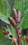 Green alder <BR>Mountain alder